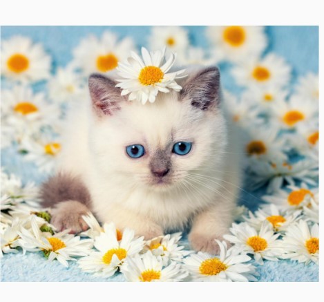 Алмазная мозайка 'Котенок в ромашках' (класс.) 20х30 см, на картоне с част. зап. 19 цветов, НД-0959