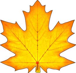 Украшение на скотче 'Кленовый лист', (1;уп), 113-57-А