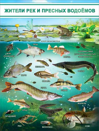 Плакат А2 'Жители рек и пресных водоемов' 450х595 мм, Р2-199