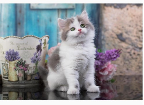 Алмазная мозайка 'Зеленоглазый коти' (класс.) 20х30 см, на картоне с част. запол. 30 цветов, НД-0969